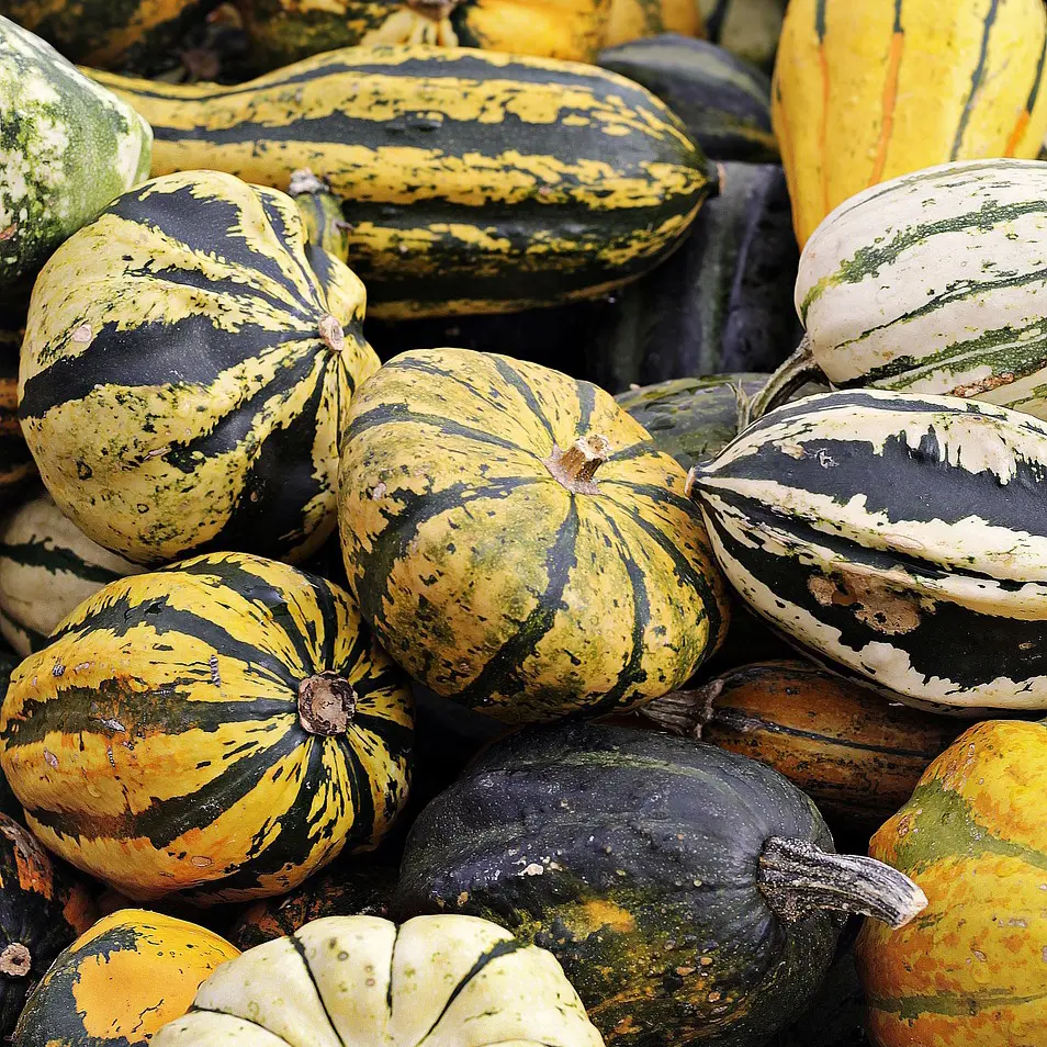 photo Localco de légumes d'hiver